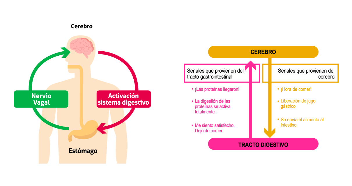 Beneficios en la digestión